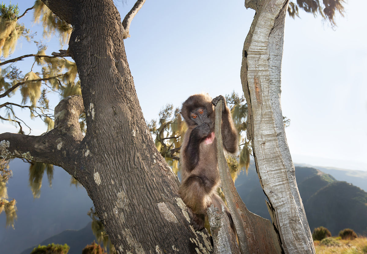 成都助产护理学习指南：为准妈妈提供全方位知识