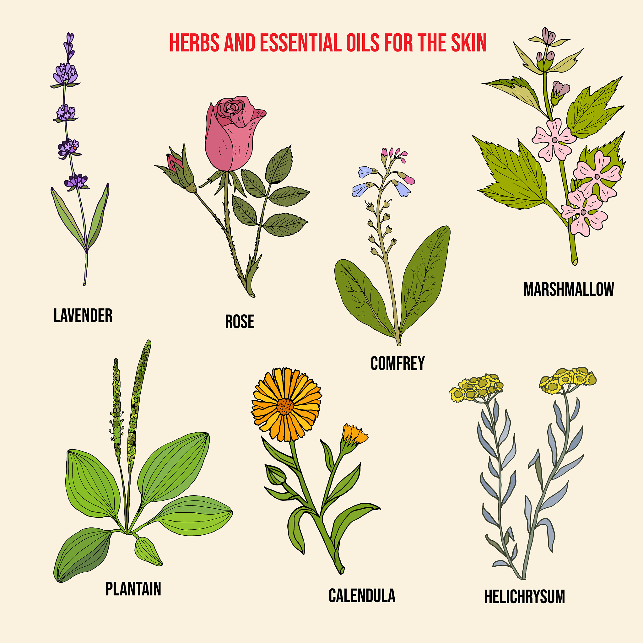 种子植物的英文名称是什么？