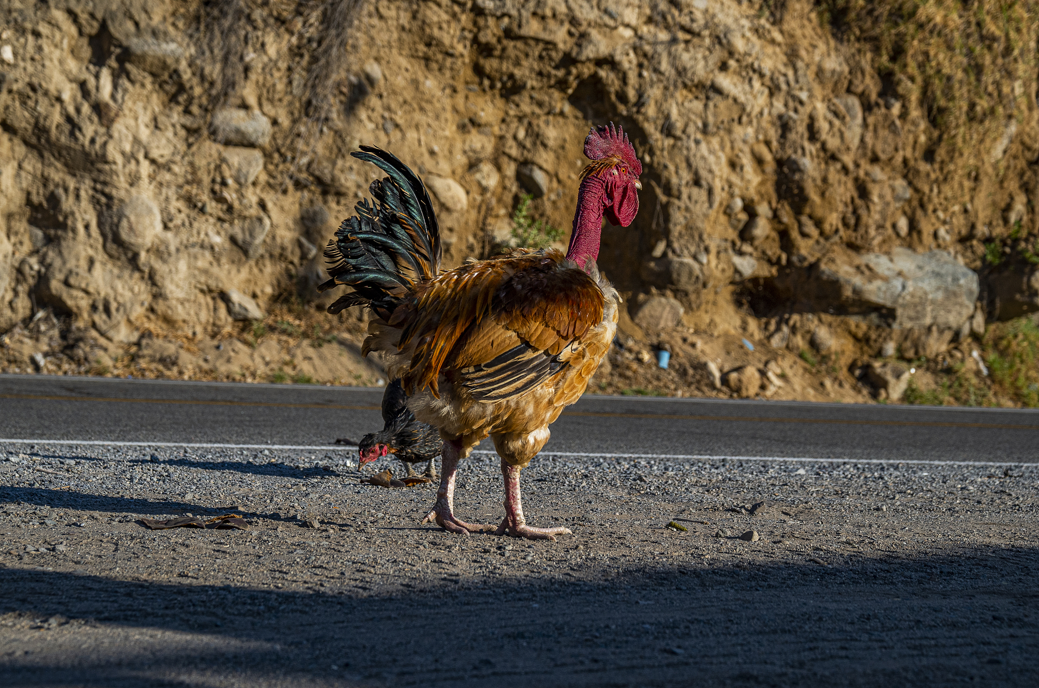 chicken walking free