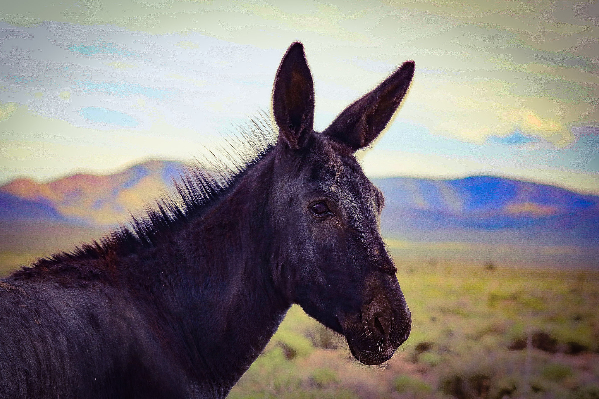 wild burro