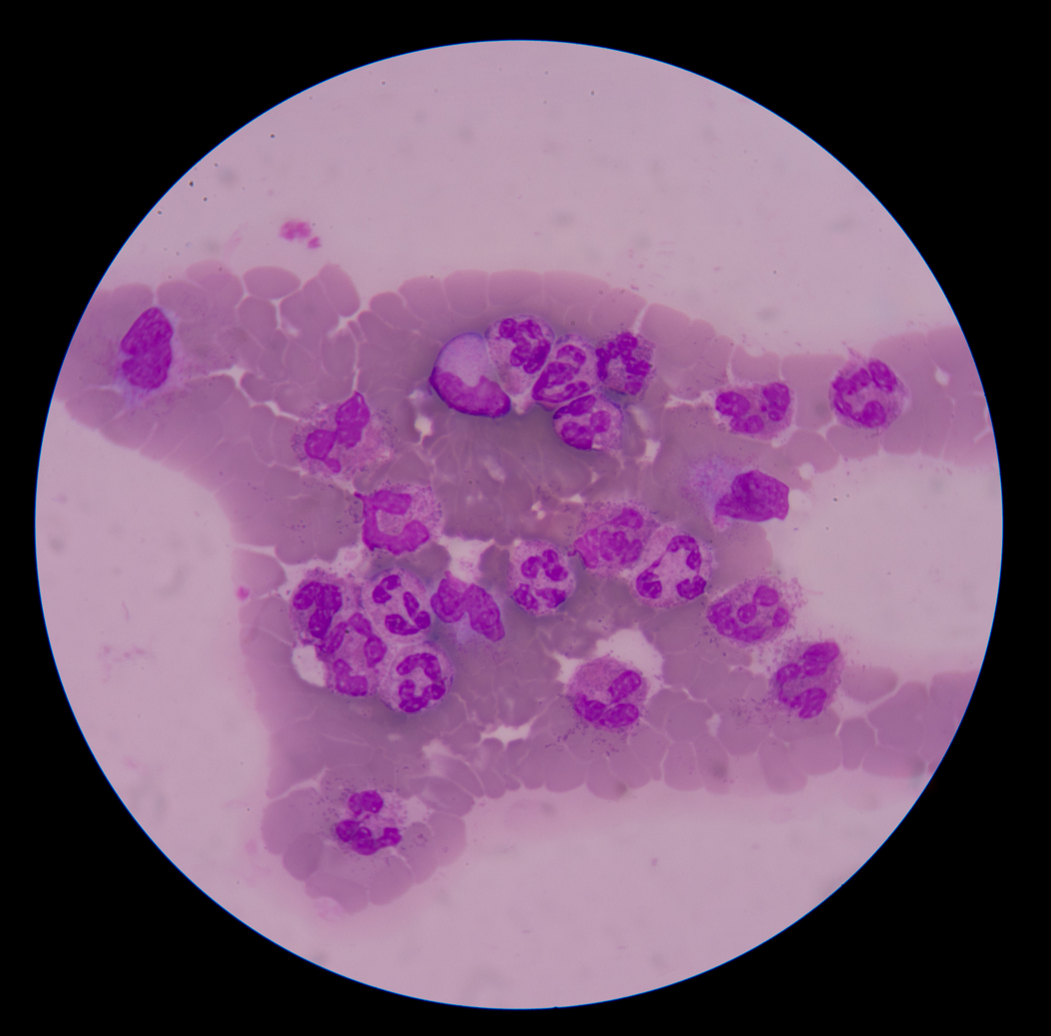 Eukaryotic and Prokaryotic Cell Similarities: Shared Characteristics