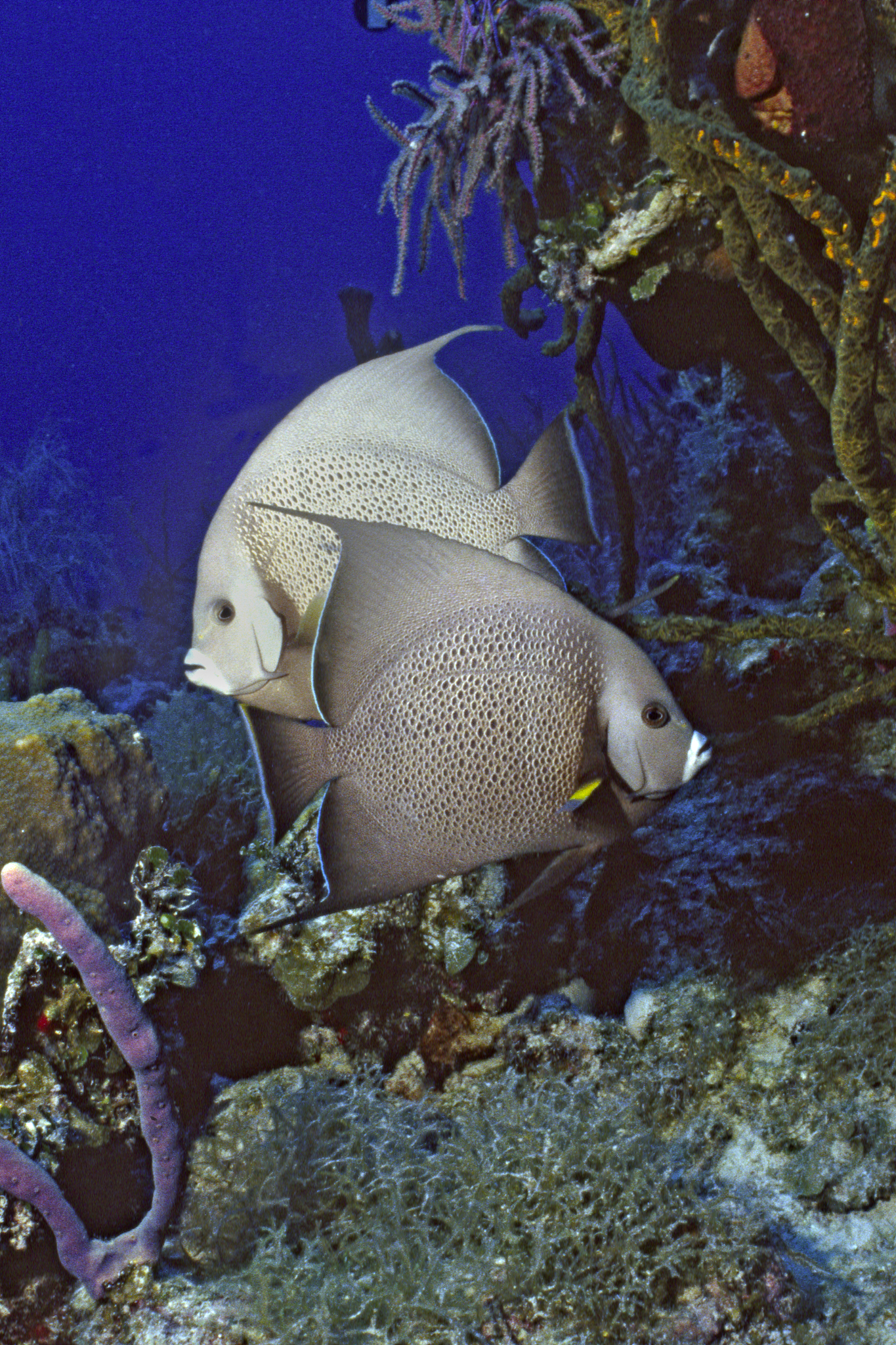 pair of gray angelfish