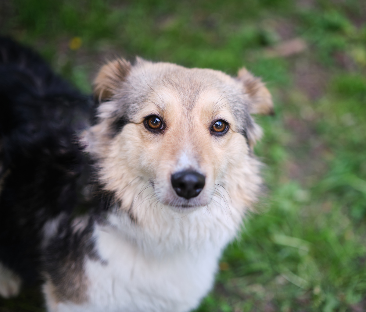 动物王国犬图片