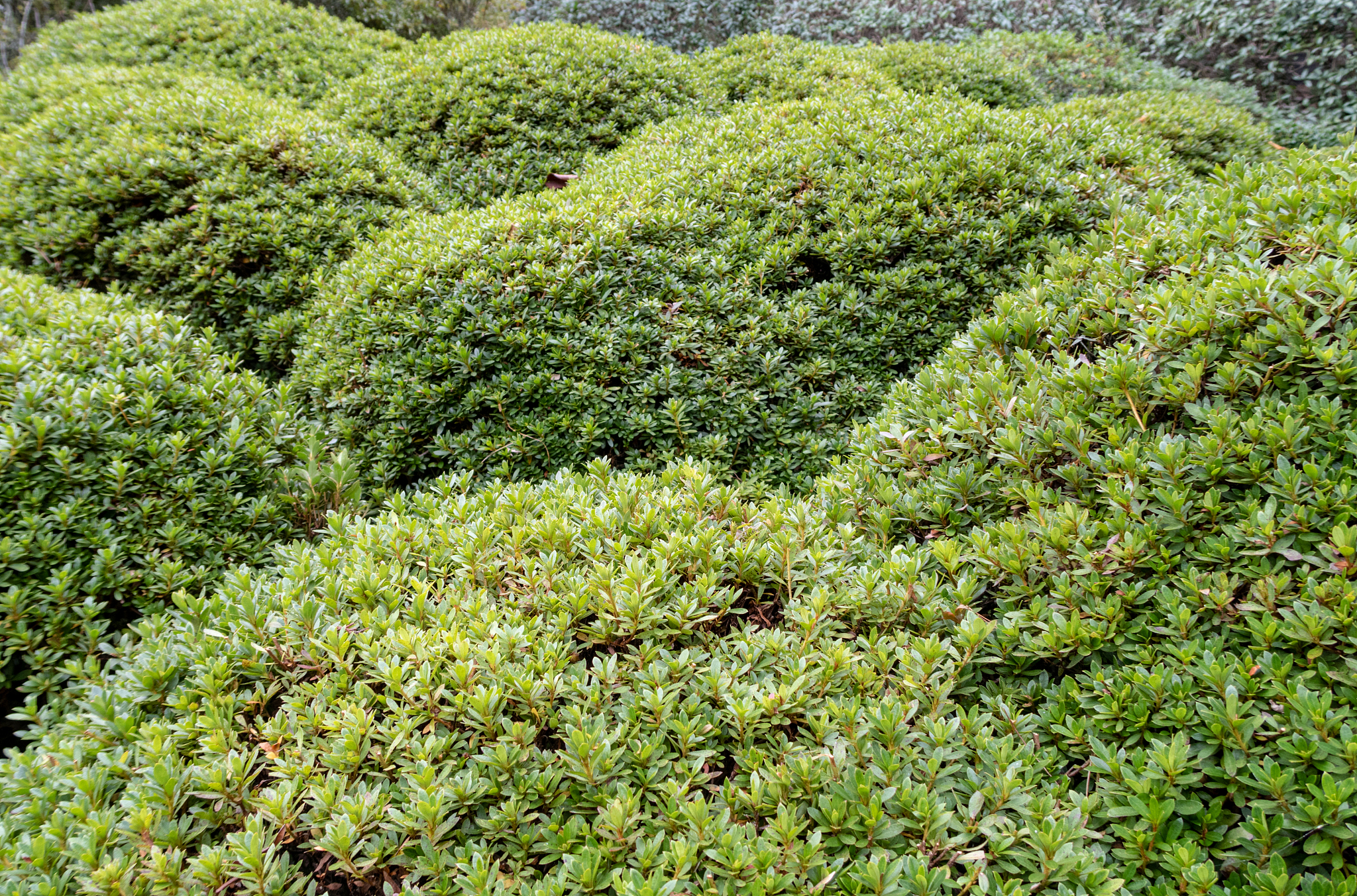 广州市苗木补偿标准