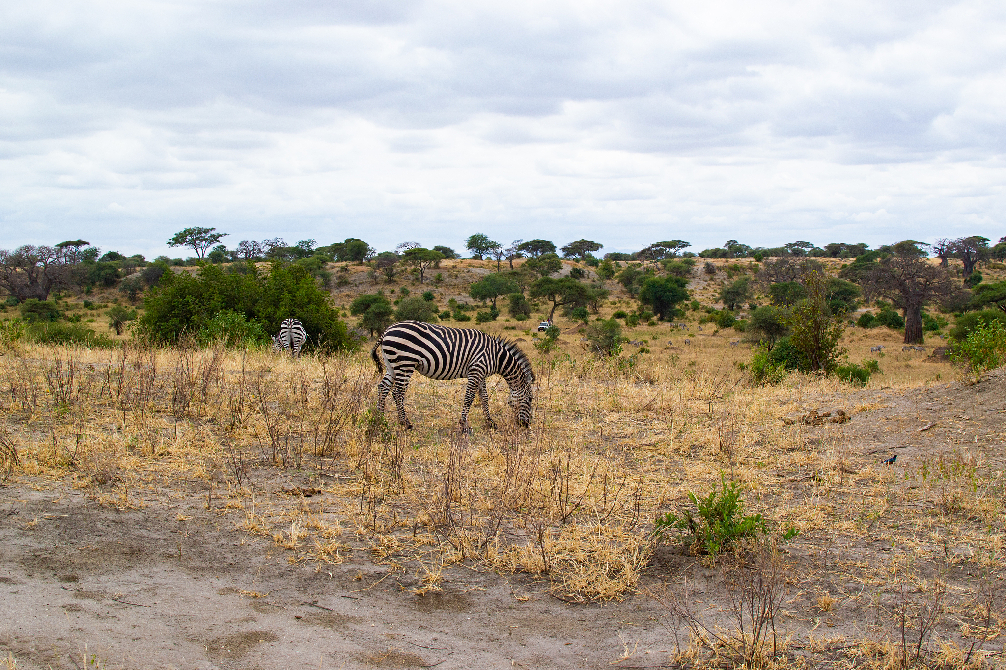 one zebra eating the yellow grazing on the savanna of tarangire 