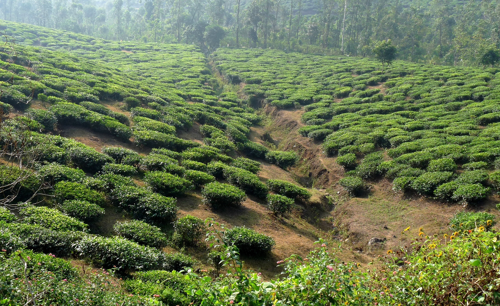 重庆市农业学校观光农业经营专业优势怎么样发展前景好不好呢