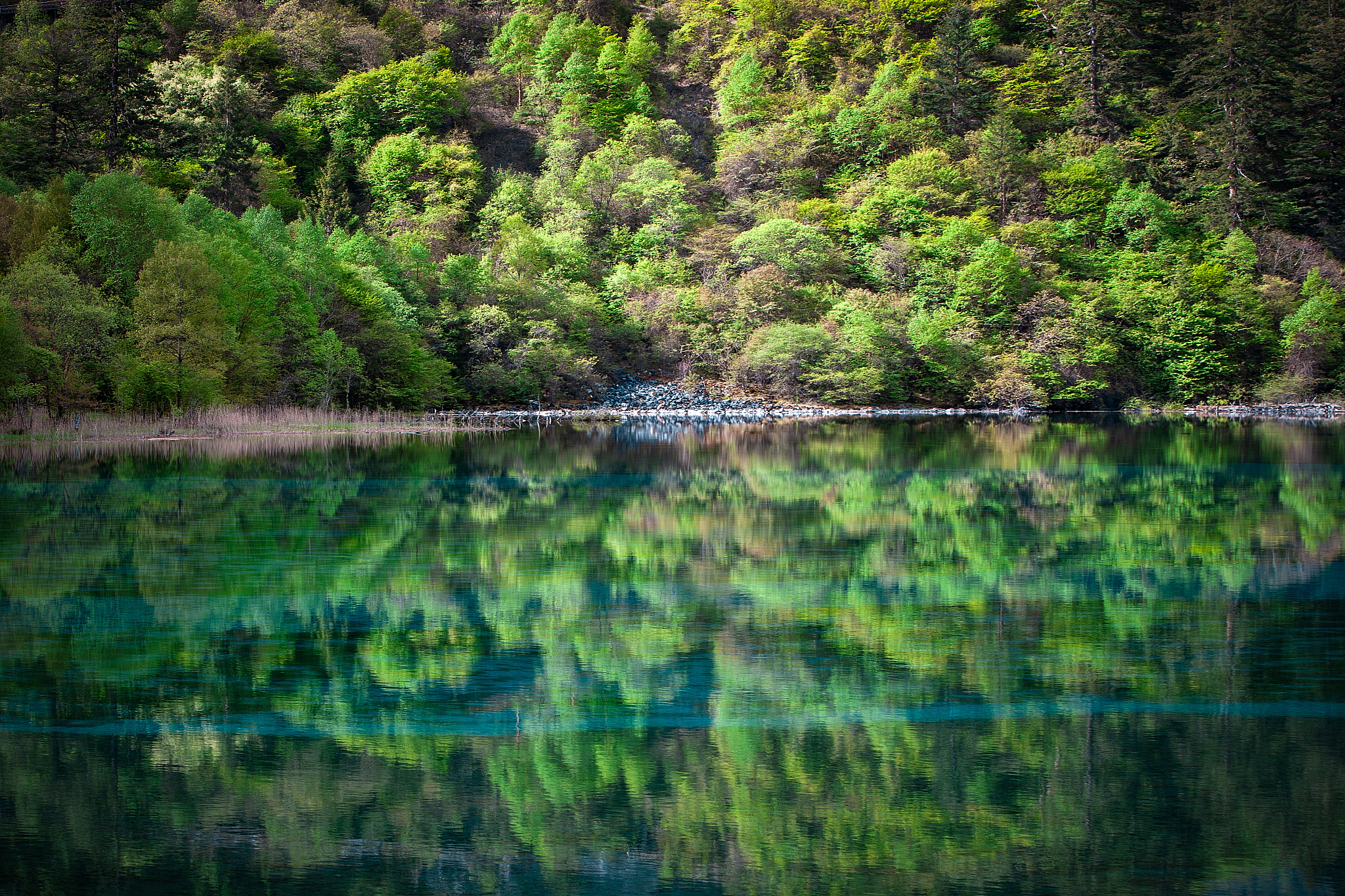 请用100字描述九寨沟树木沉积湖底湖面平静的景象