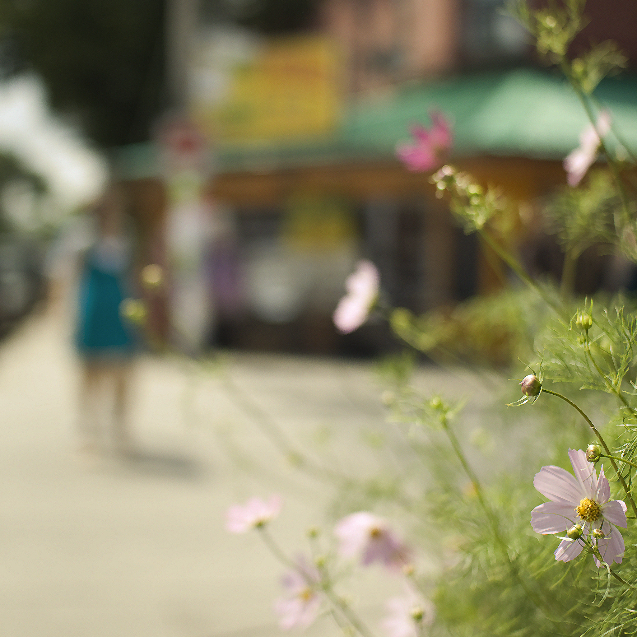 风有约，花不误，年年岁岁不相负 | 时光静好，与君共度