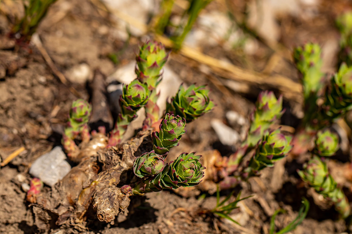 红景天秧长得特别旺二年了不长根栽在了东北黑龙江省海拔400多米 红景天只长秧不长根啥原因