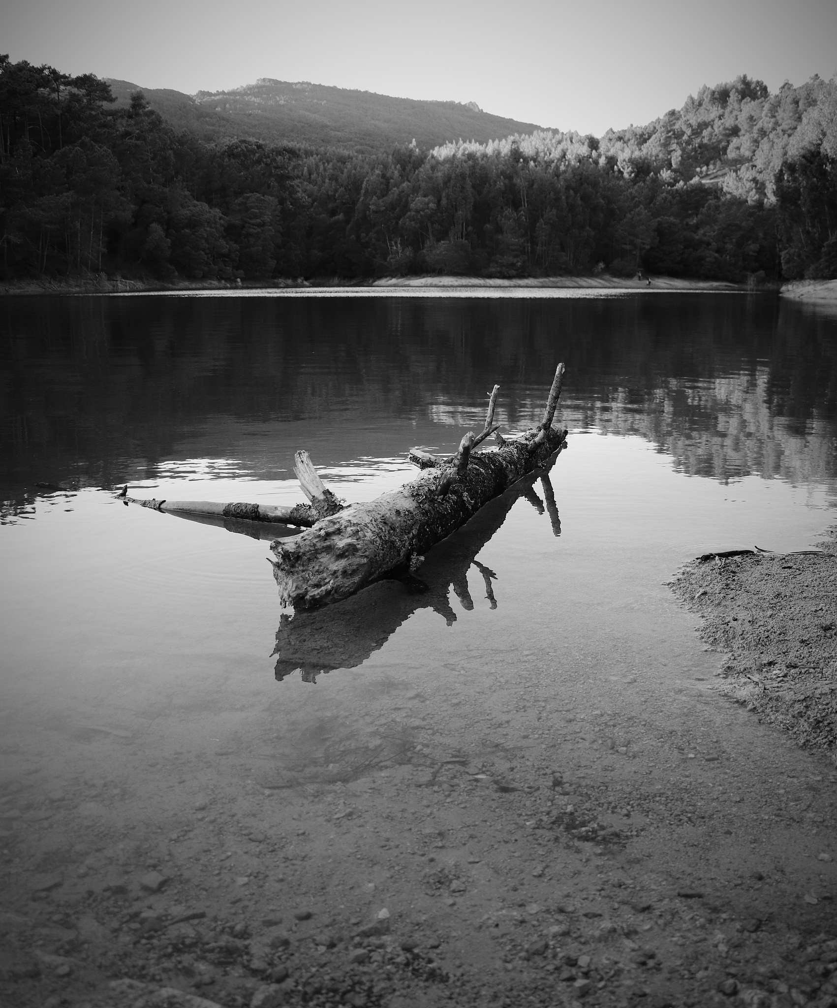 尼斯湖水怪目击事件：1990年9月的一天