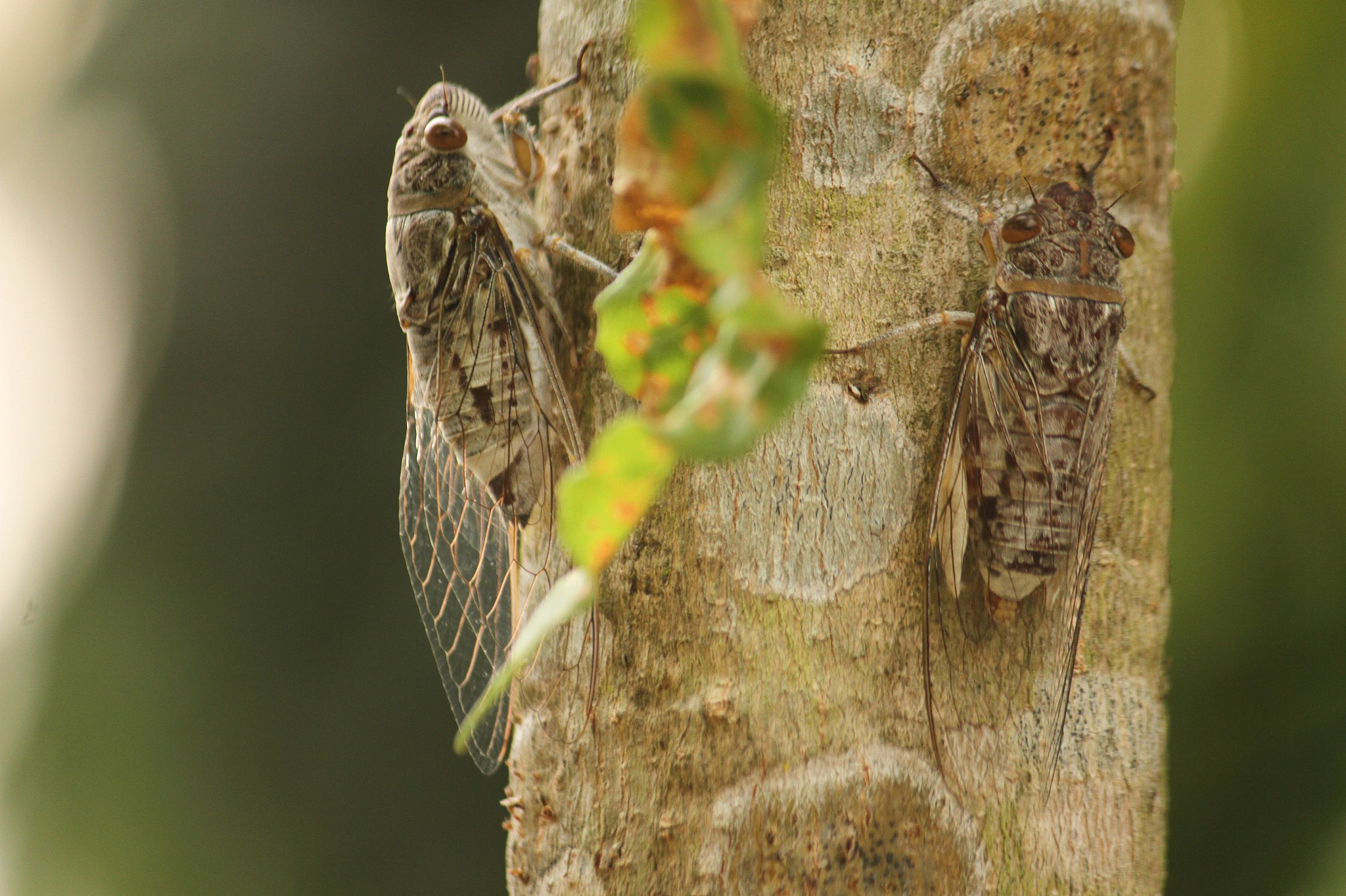 你现在是一个科普知识专家请你帮我在下文的基础上二次创作成为一个丰富、有信息量、有编辑思路、有独创性的新文章在尽量保留原文的情况下加入精彩的解说点评：地下休眠17年天空展翅17天金蝉脱壳难得知了声声难入眠。今天我将带你了解一下最懂数学的金蝉。今天我要给你们讲讲蝉的奇妙生活。你知道吗蝉的生命中有99的时间都是在地下度过的。当你在夏天听到知了不断鸣叫时那意味着它们即将度过它们最后的时光了。全世界有超过两