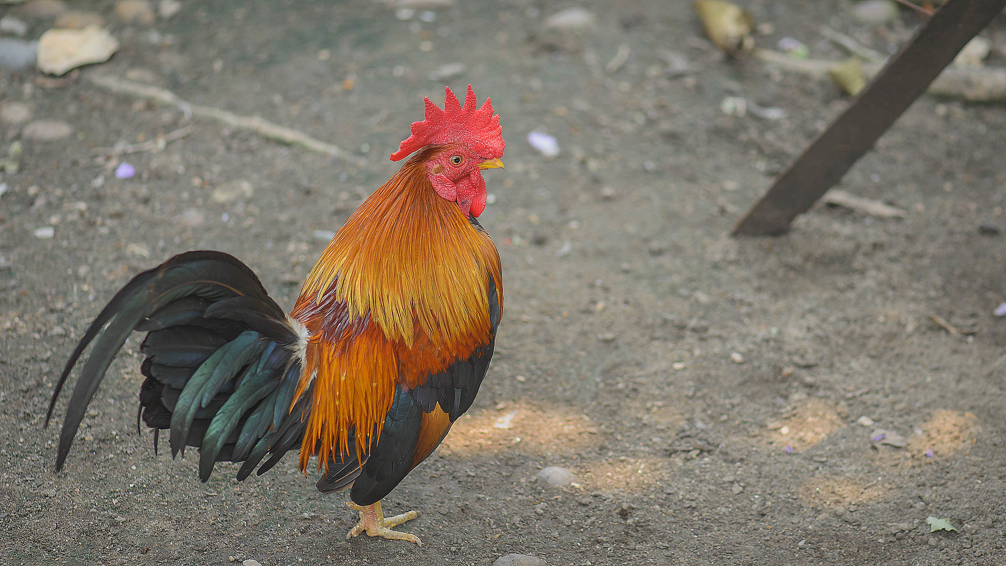 chicken thai