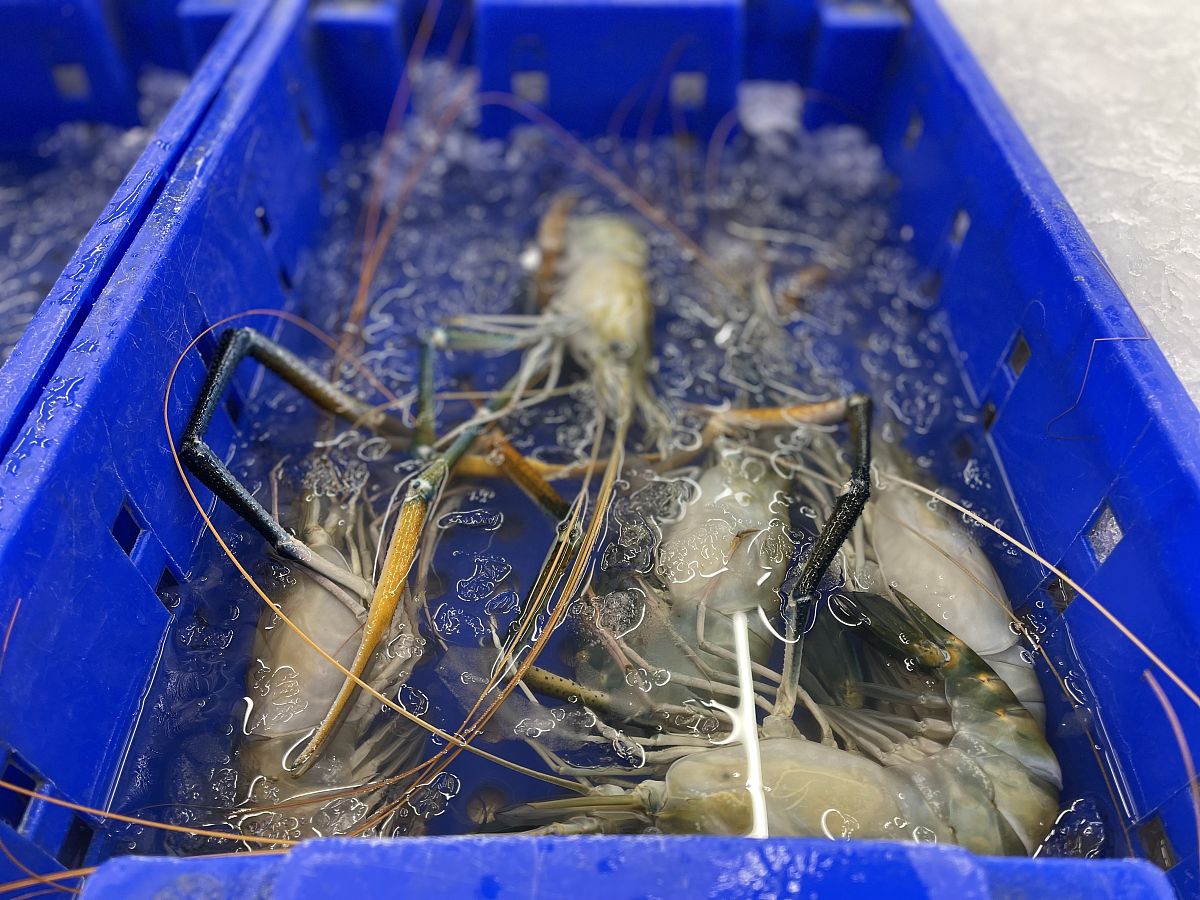 吃头孢可以吃小龙虾吗