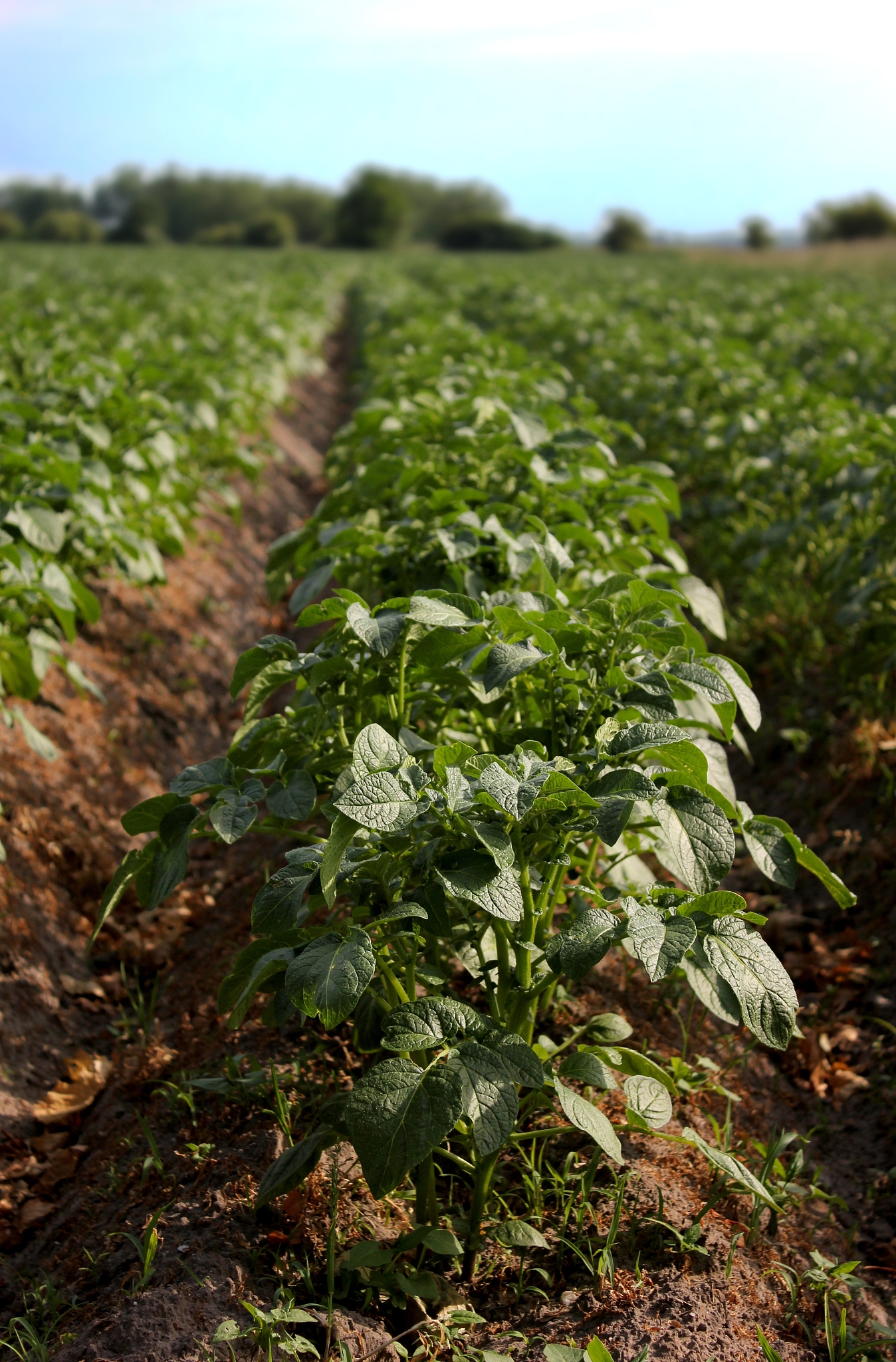 potato field