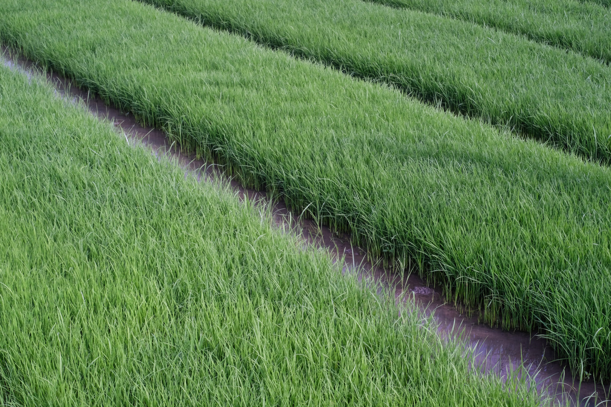 一亩田需要多少秧苗？ - 详细解答