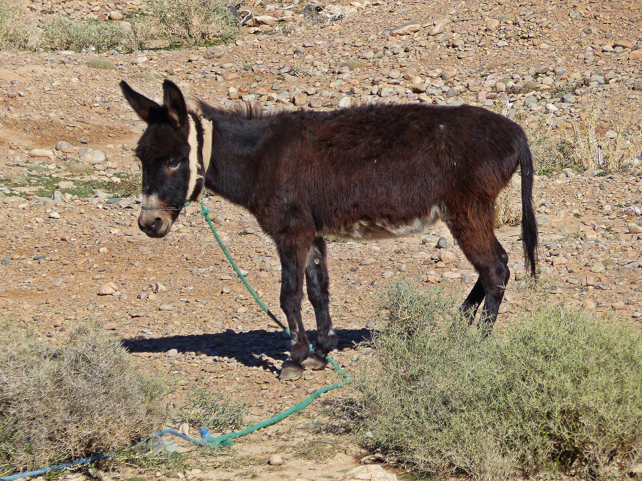 brown donkey in desert