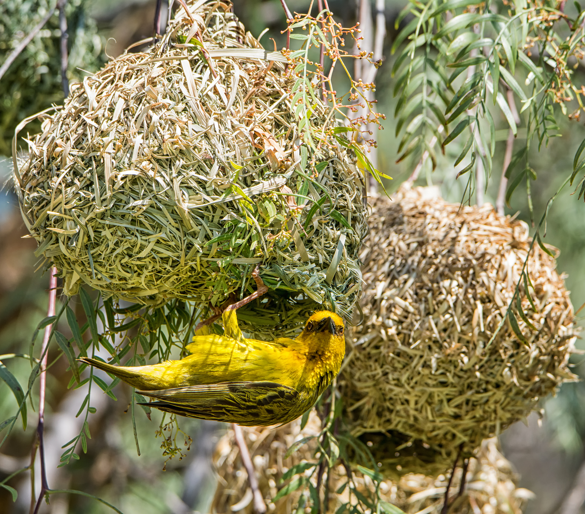 鸟类解剖学词汇：喙、翅膀、羽毛、趾爪等