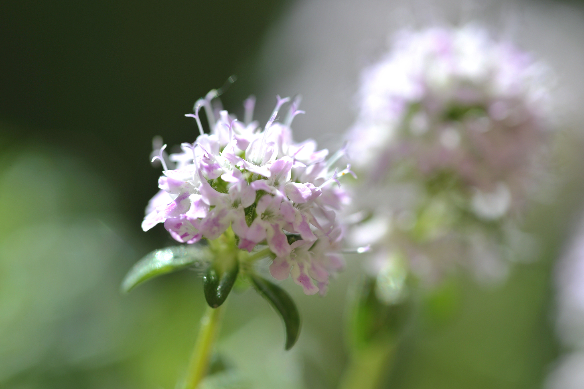 bohnenkrautblüte