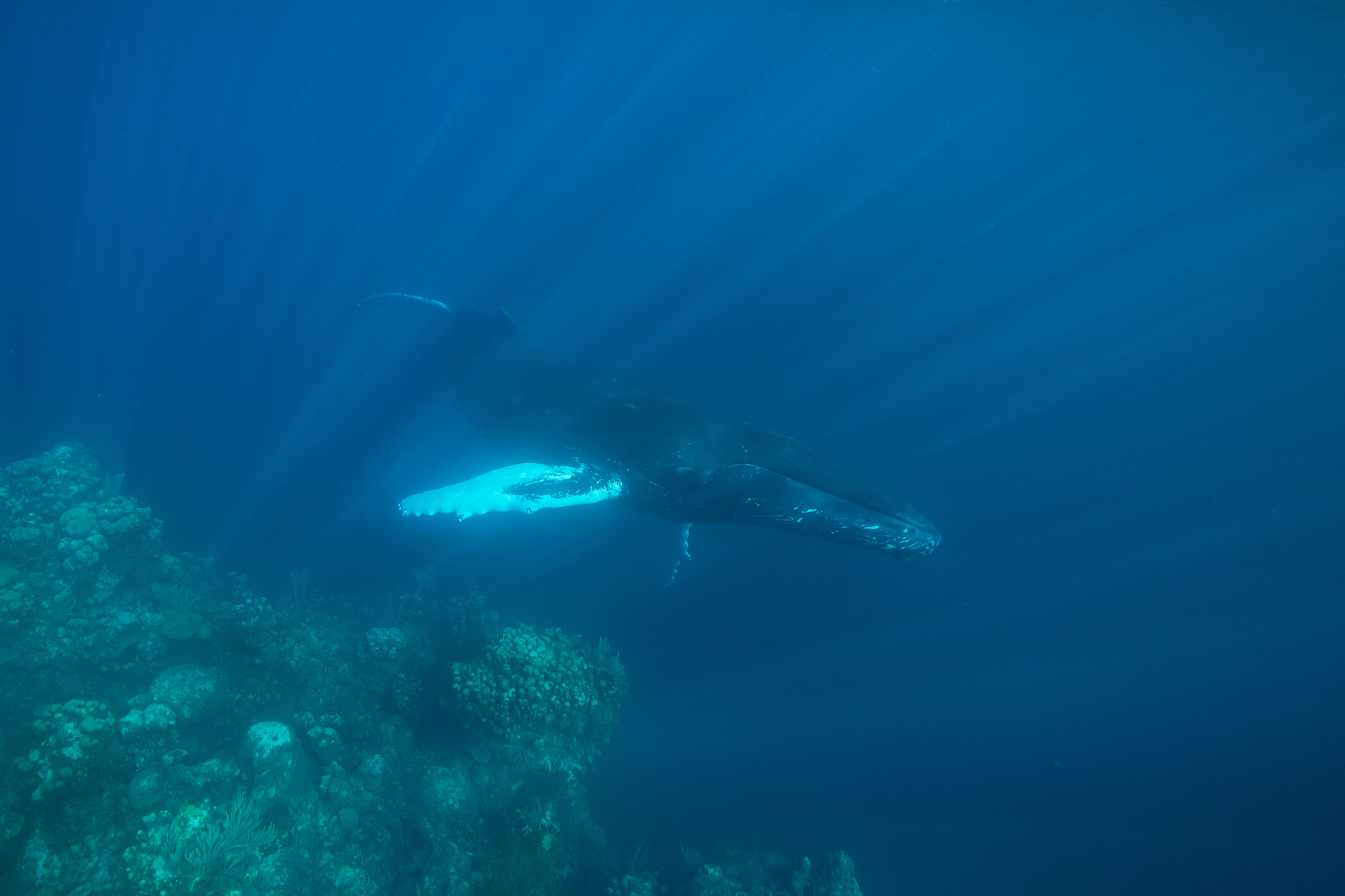 humpback whale and coral reef