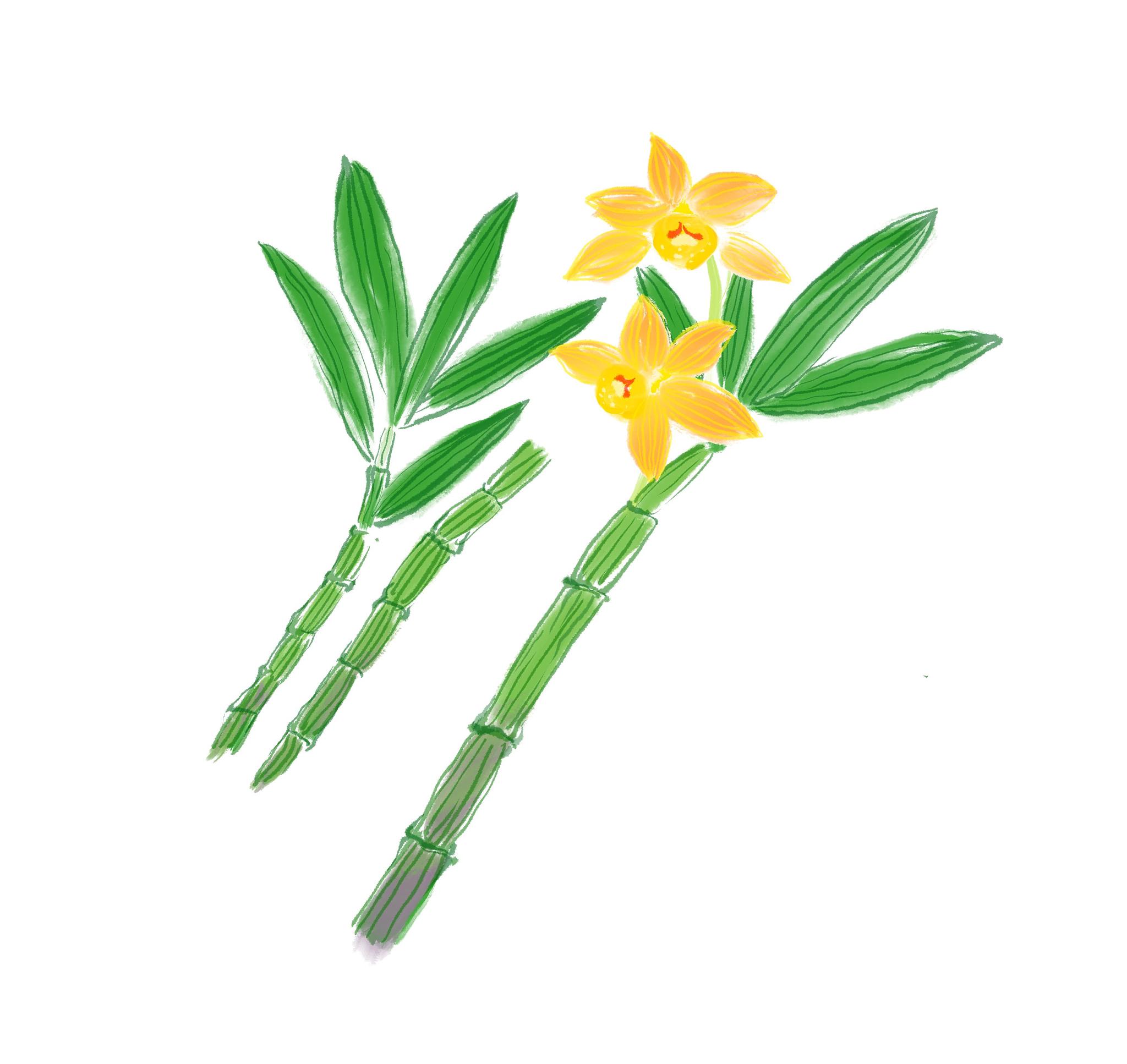 水彩画营养草药铁皮石斛