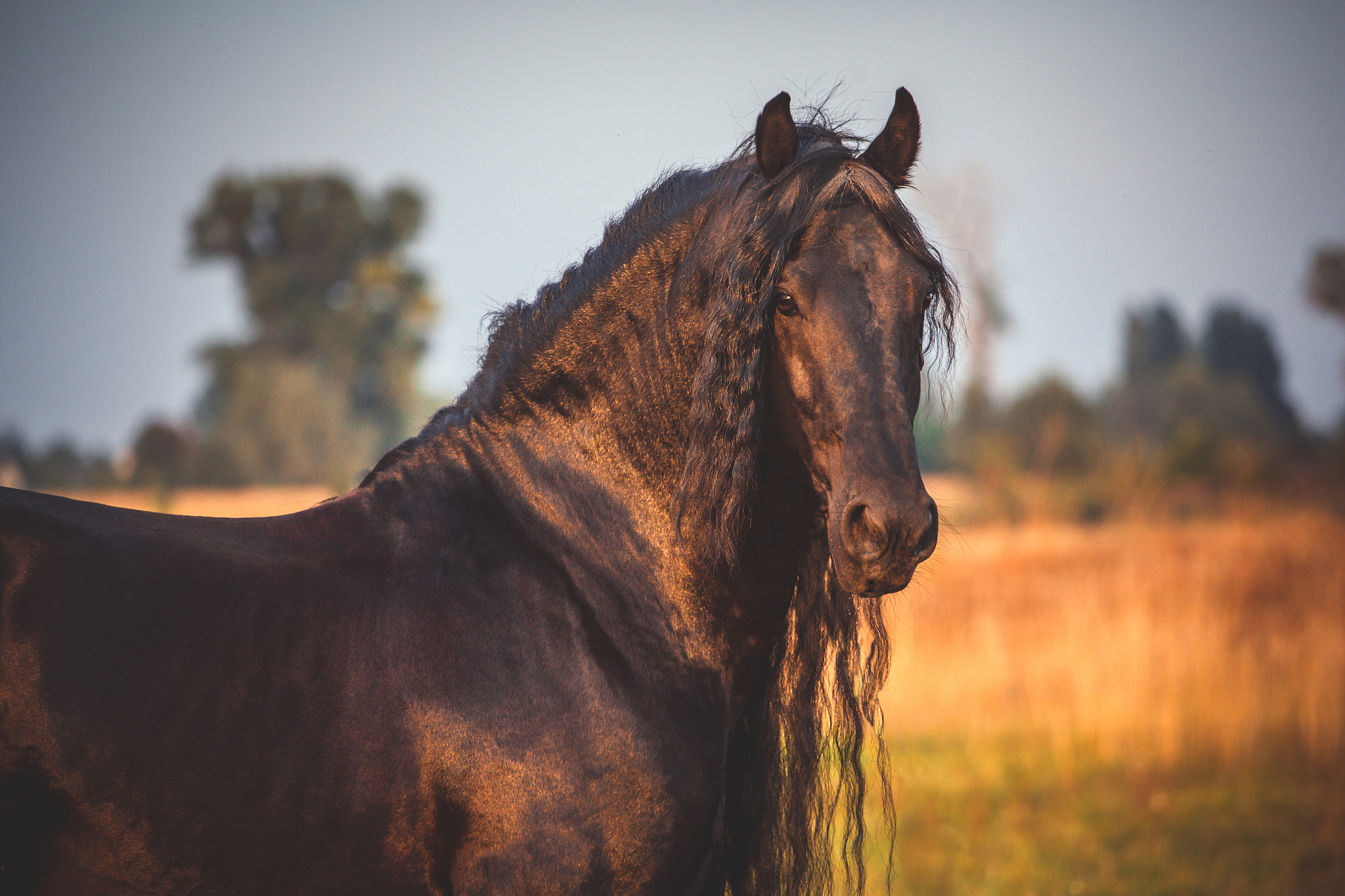 horse