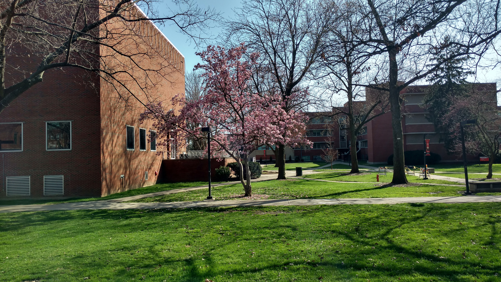 trees and buildings in city