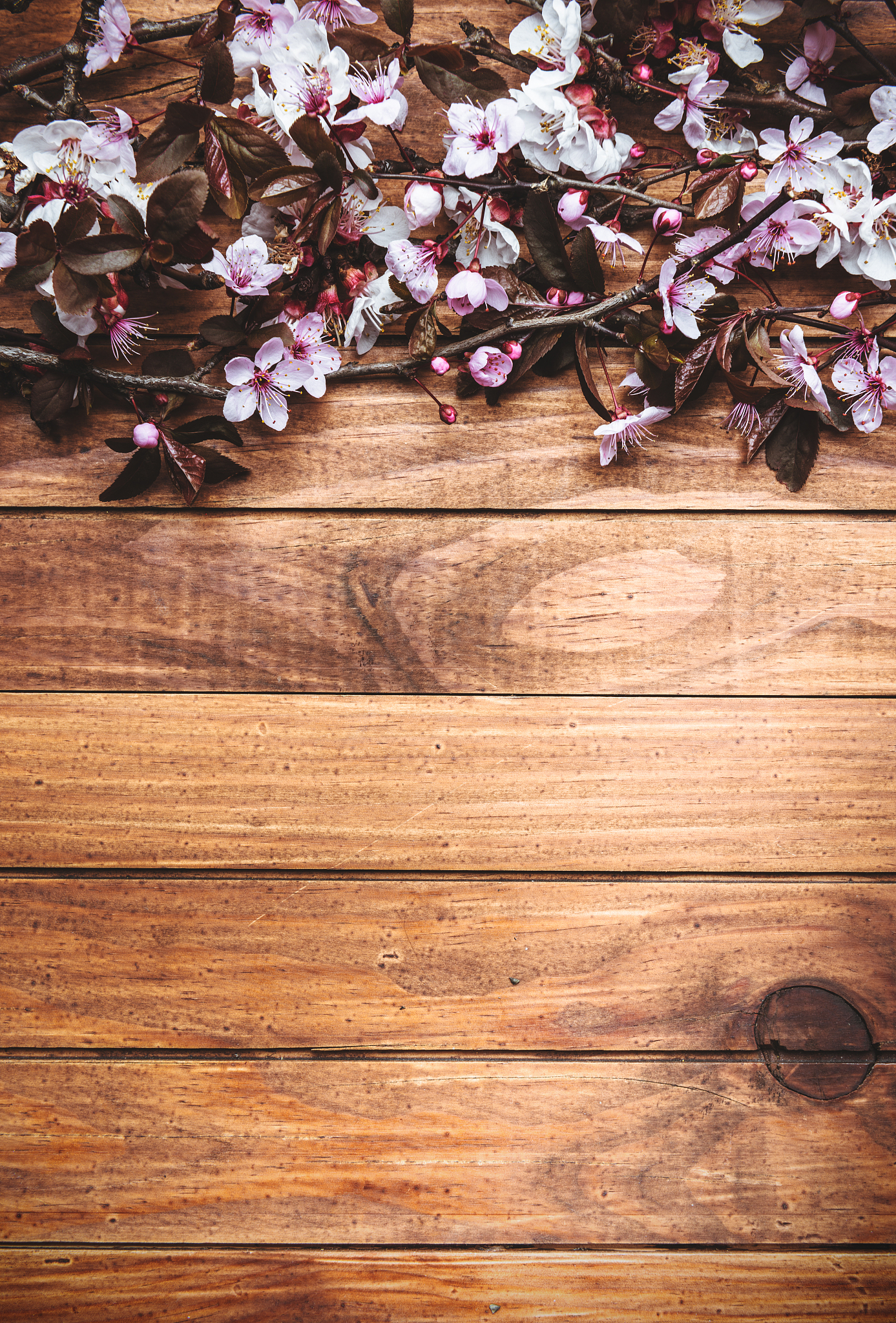 Over thousands of yearsplum blossoms have attracted the Chinese literati as a herald of the thriving spring scenemany famous poems composed on these flowers Quote one of your favorite Chinese poems re