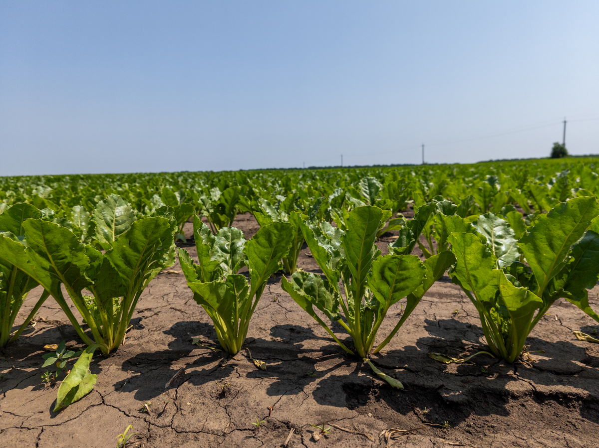 广东菜心起源与产业发展历史研究