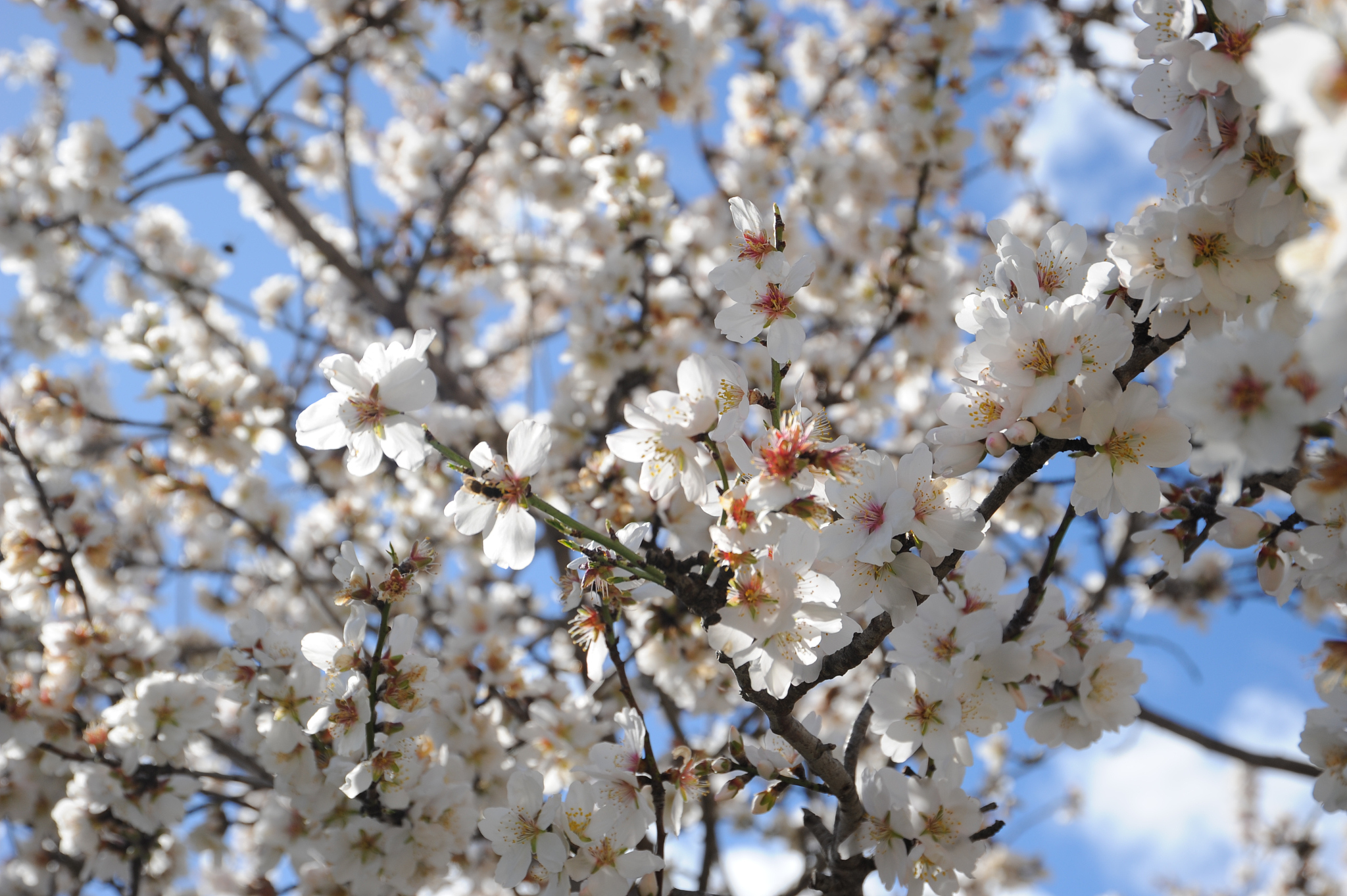 mandelblüte in spanien