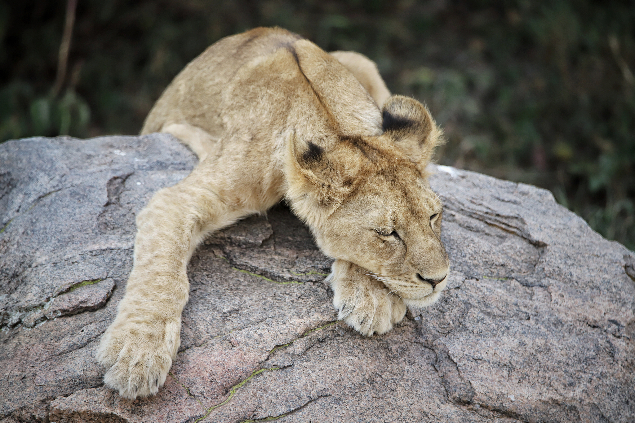 herd of lionesses with their cubs resting after a hard night of 