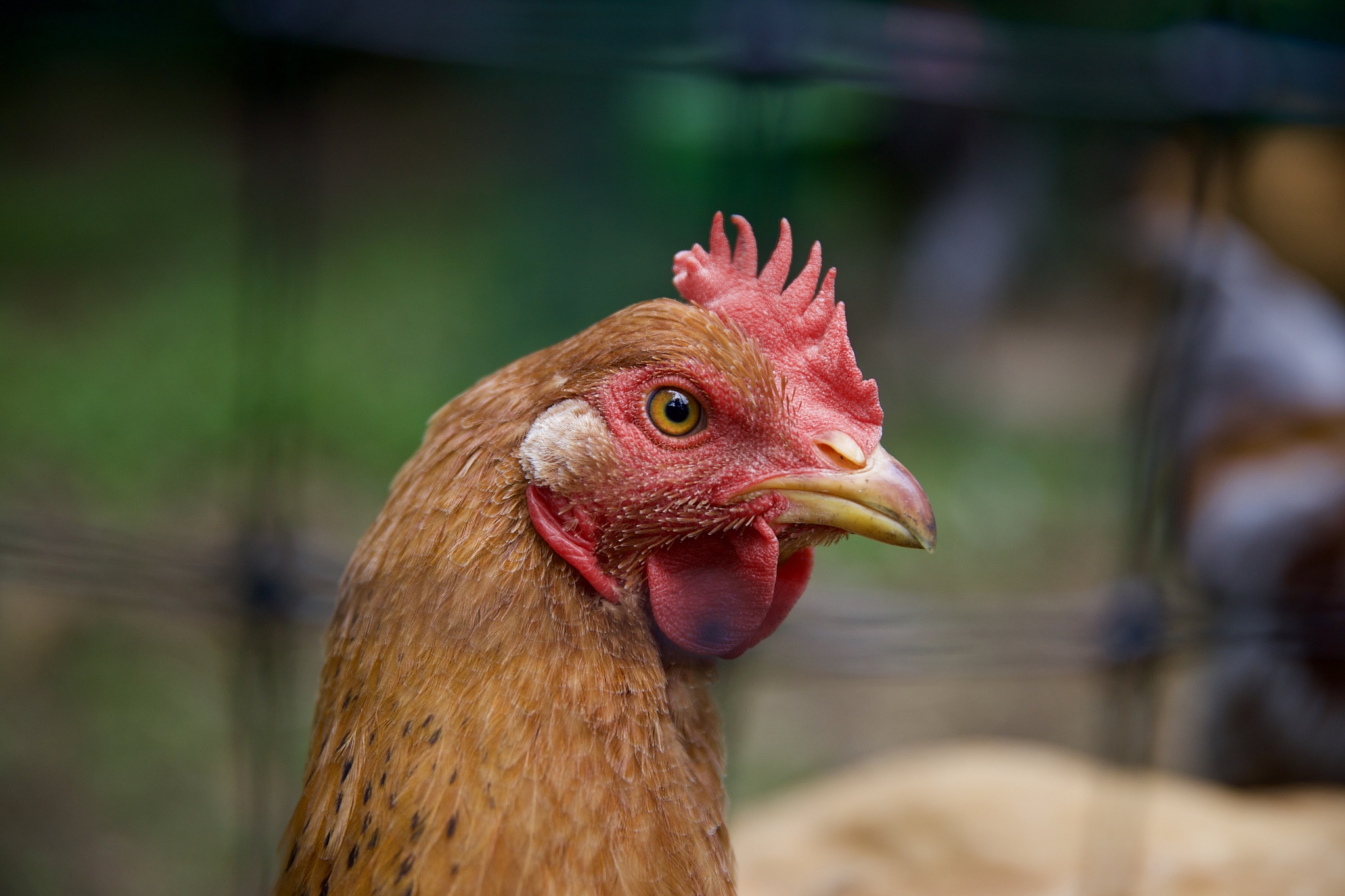 chicken