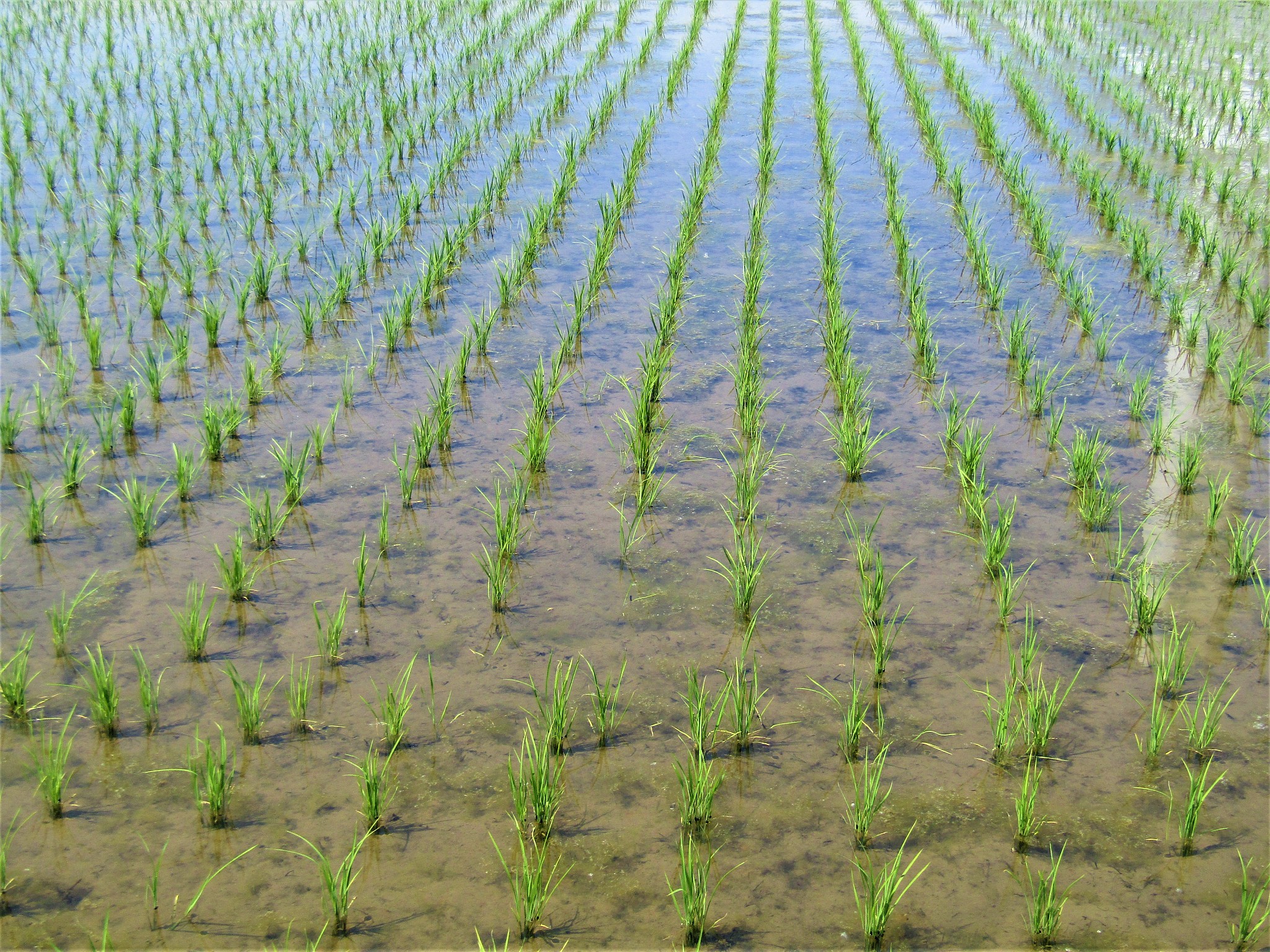 在1~2周的短期淹涝胁迫下 有些种类的植物会停止生长以减少能量消耗 从而有助于涝胁迫解除后的恢复生长；举一个例子