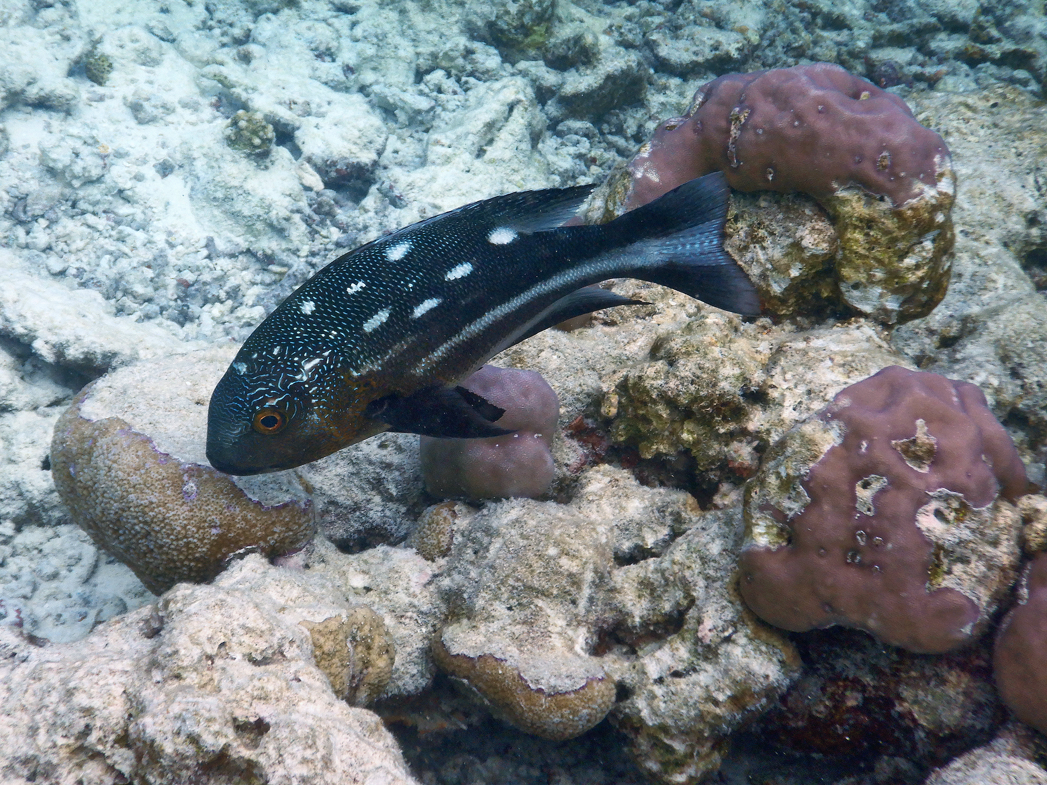 black and white snapper (macolor niger), fihalhohi island, maldi