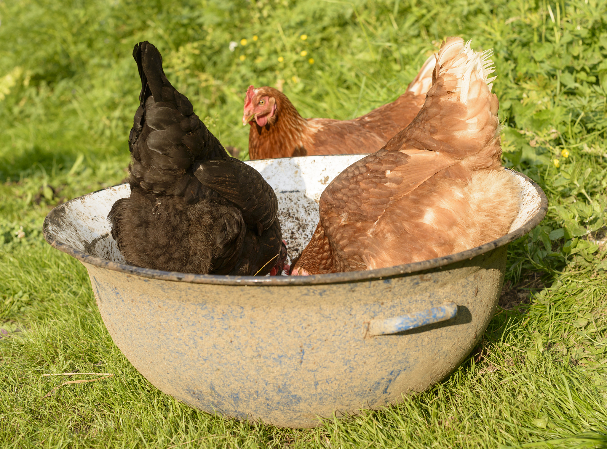 三黄鸡小鸡死亡原因：木炭保温、饮水、饲料问题分析