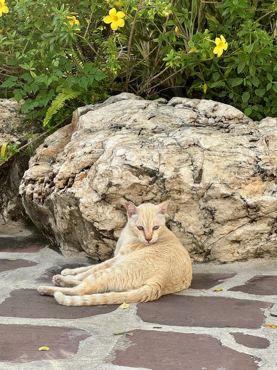 写一个橘色小猫的故事