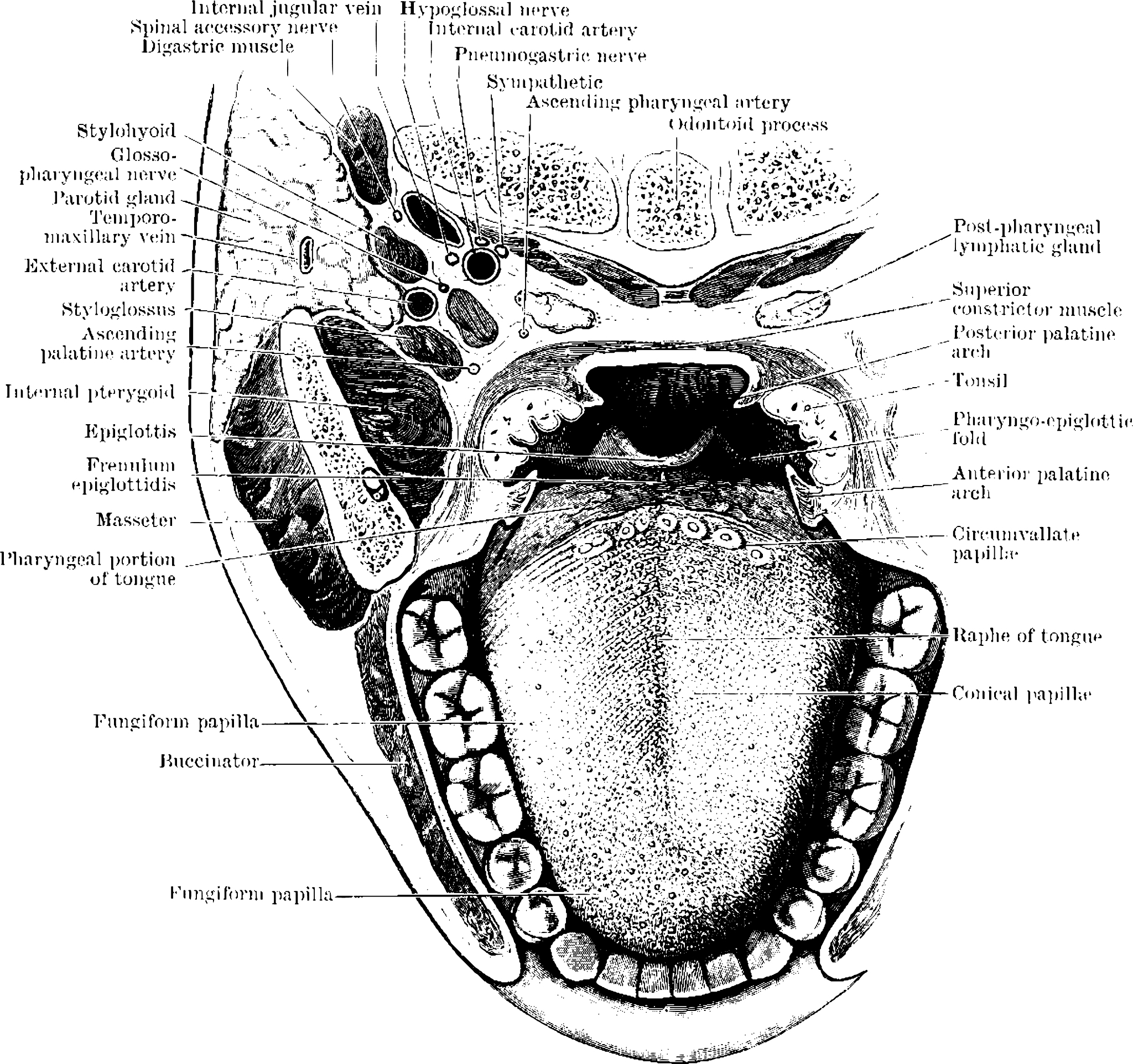 与缩颈喉道相反的是什么裂隙与缩颈喉道相反的是扩张喉道其在喉部呈现一定大小的裂隙或空间。两端为孔隙中间为喉道的称为两端为孔隙中间为喉道的称为管道。两端为喉道中间为孔隙的称为两端为喉道中间为孔隙的称为孔道。孔道和喉道的区别孔道和喉道是两个不同的概念它们的区别如下：1 定义：孔道是指两端为孔隙中间为空隙的通道；而喉道是指人体内的呼吸道之一位于口腔和气管之间。2 位置和功能： 孔道和喉道在位置和功能上也有