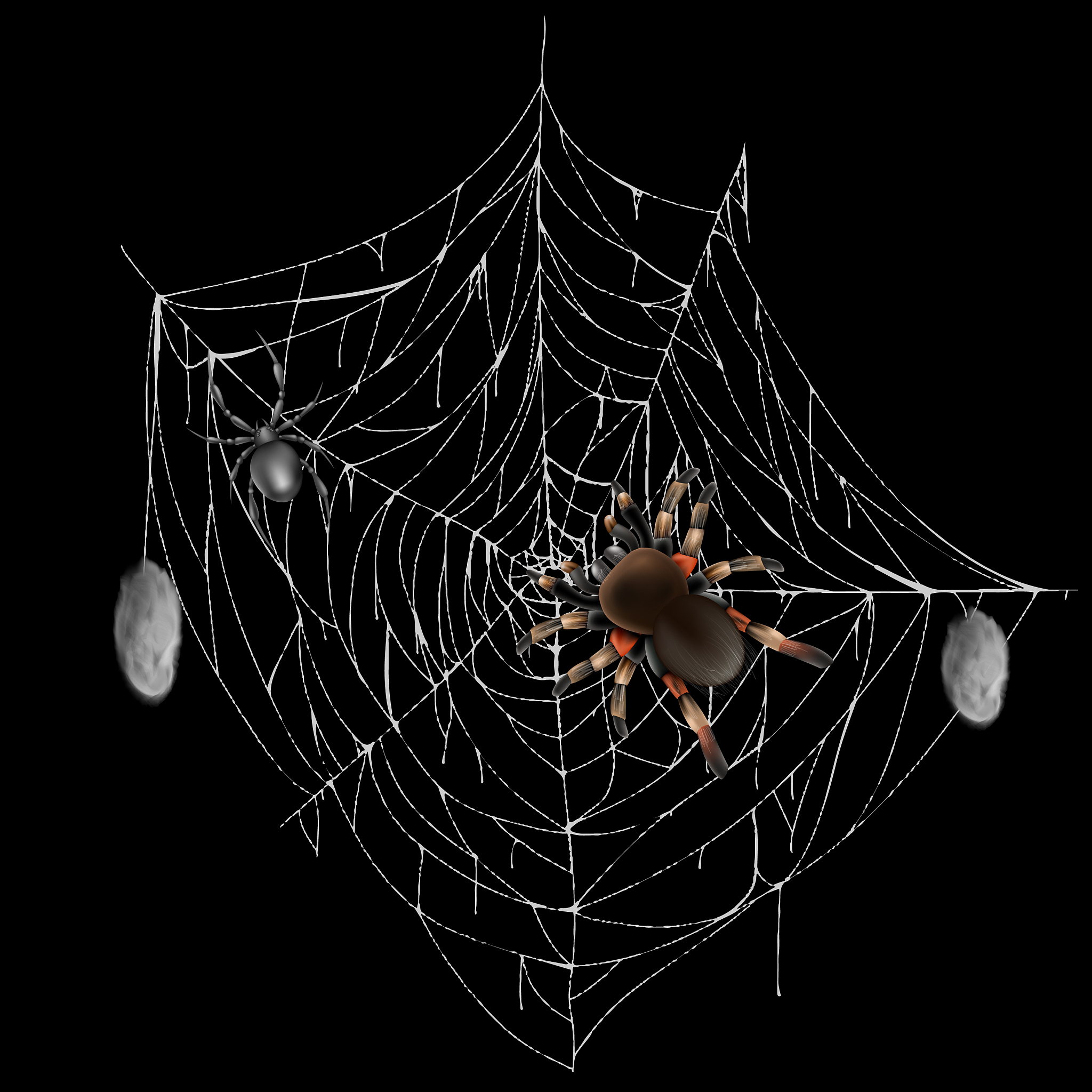 dangerous poisonous spider on web realistic
