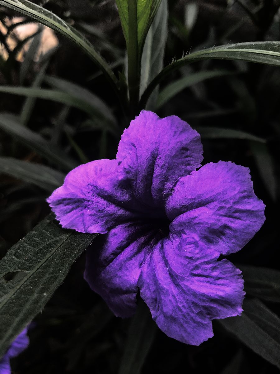 花朵的颜色：种类、色素和背后的科学