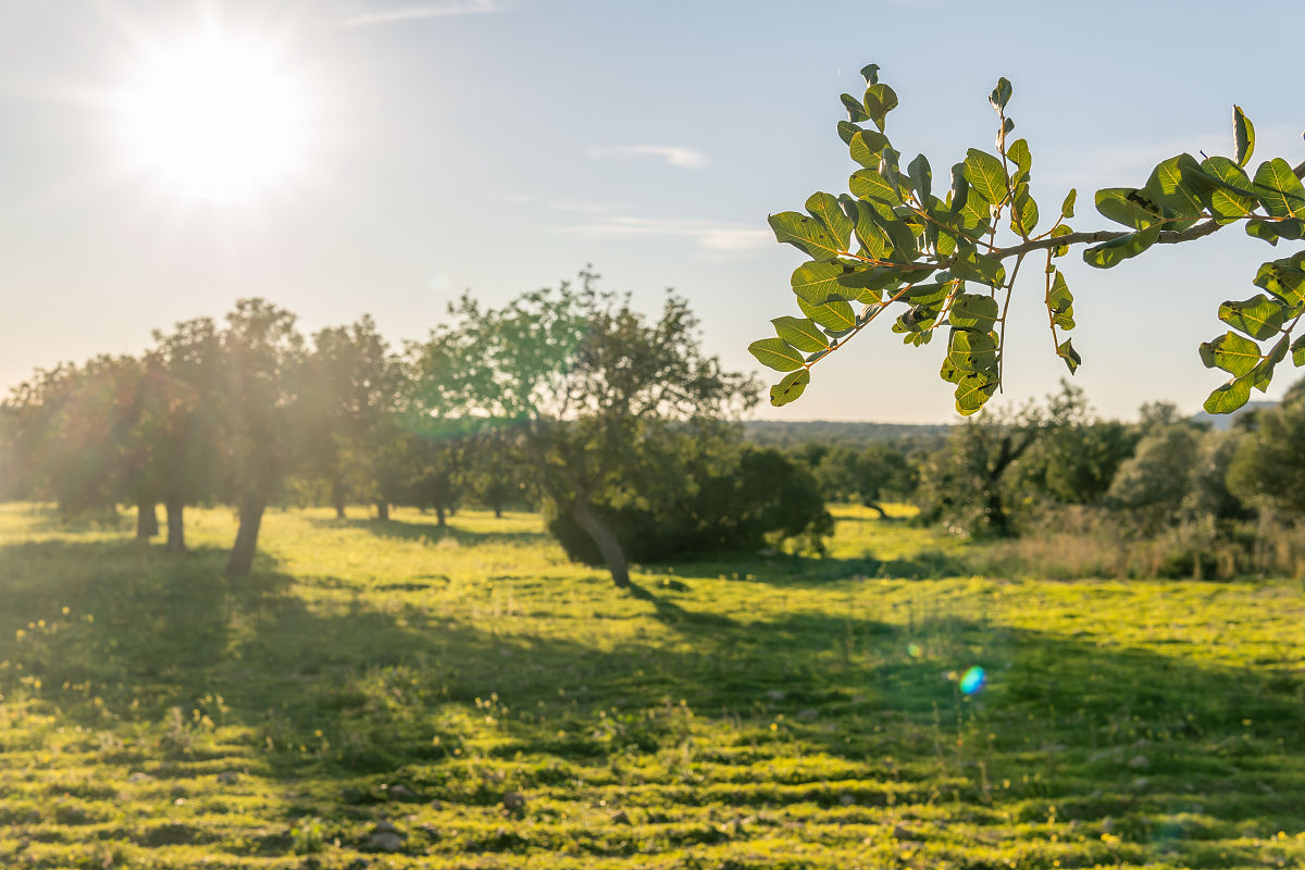 阳光明媚的一天：充满活力与快乐