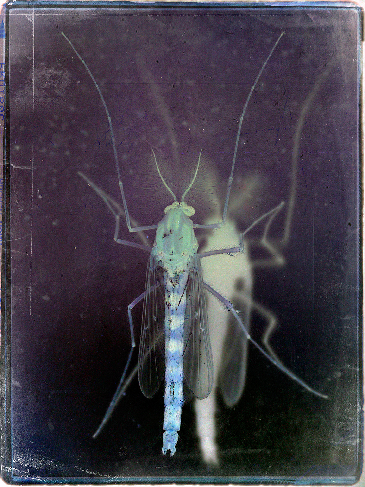 昆虫研究技术：以红眼果蝇为例