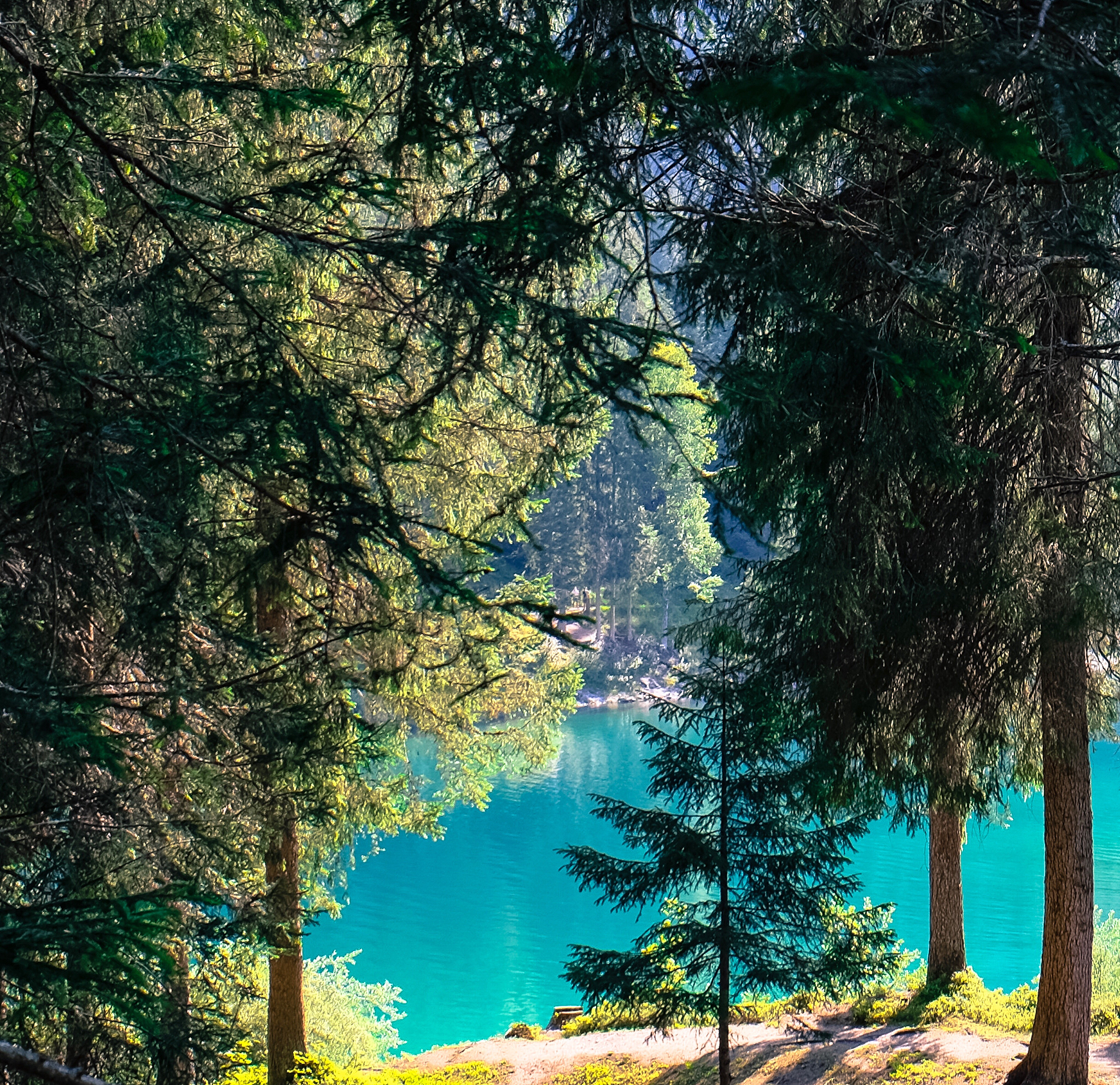 扮演一名旅游博主写篇800字 在山林间徜徉寻找内心的宁静的短视频治愈文案要有和读者互动语句重新编写个标题