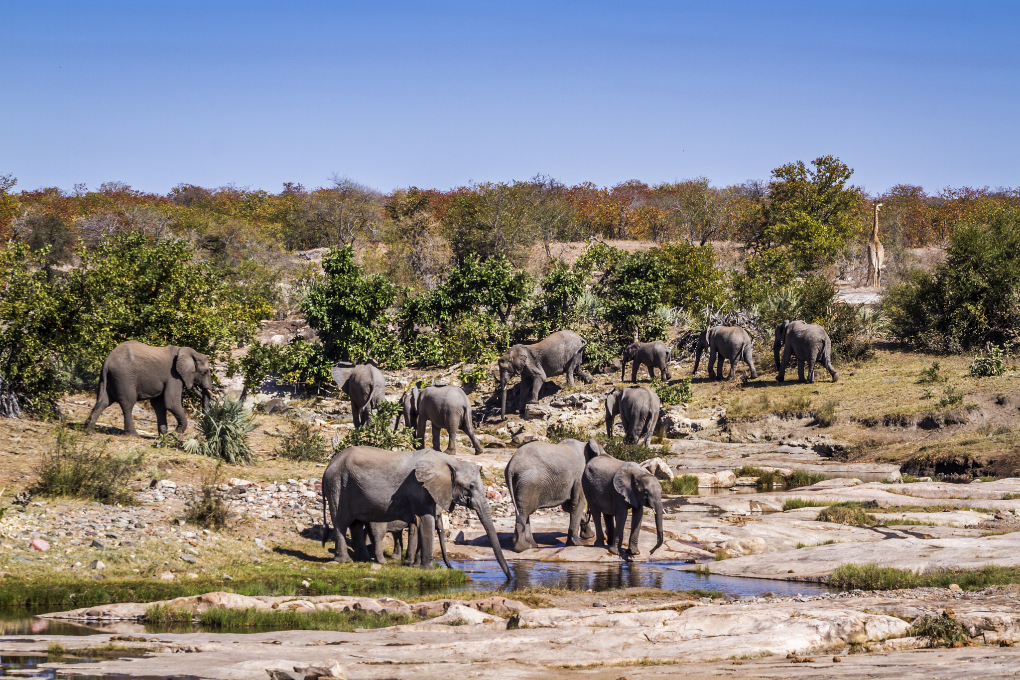 african bush elephant in kruger national park, south africa