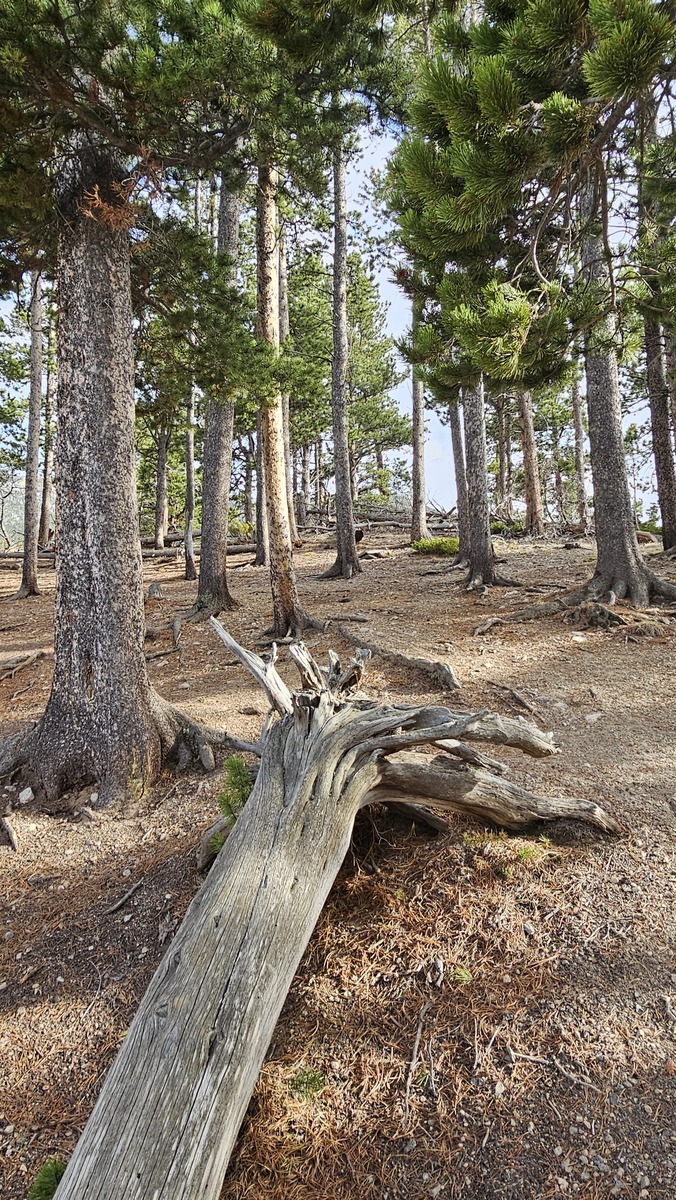 树木认知实习感想