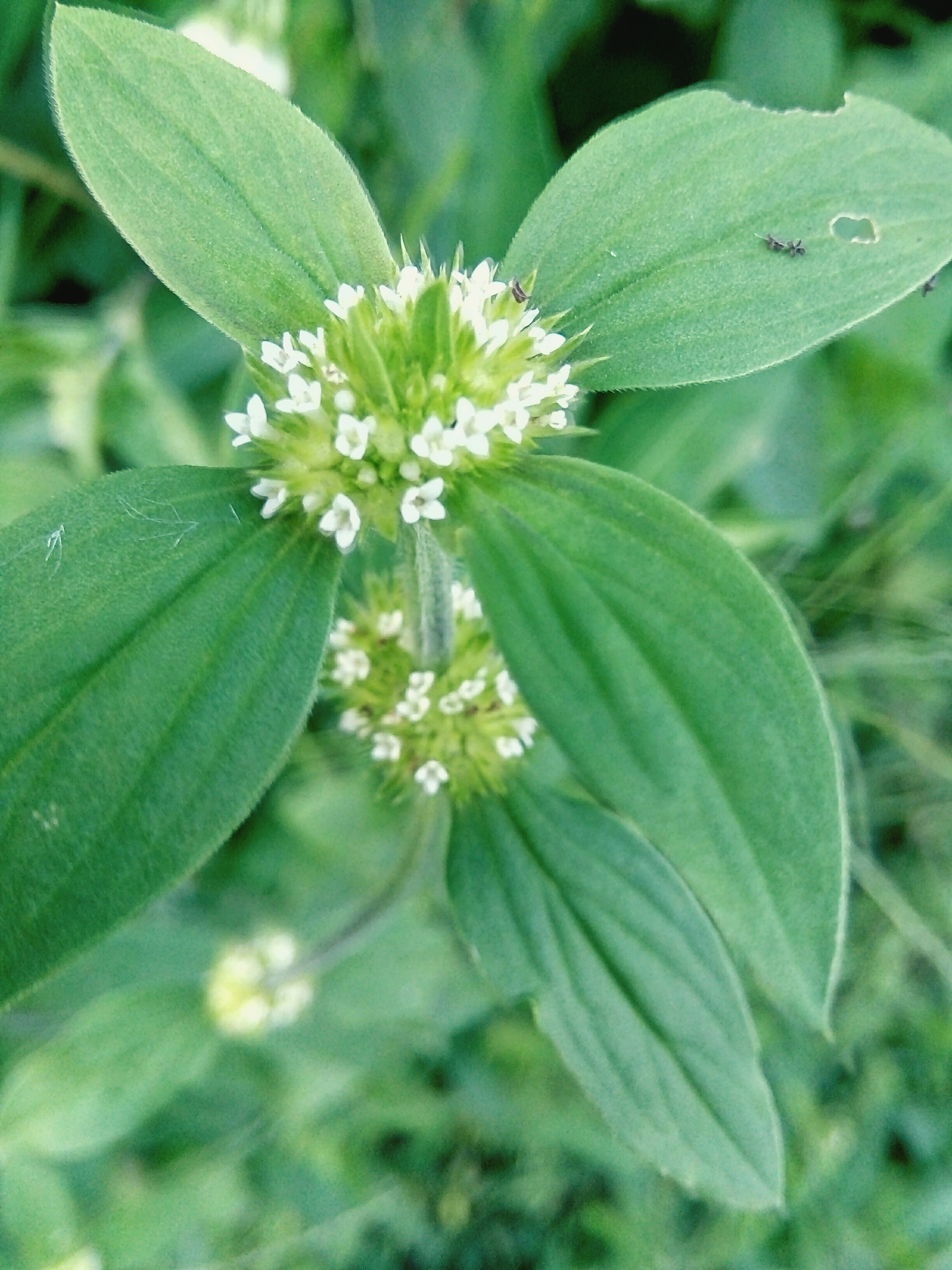 白嵩泡水的功效和作用，