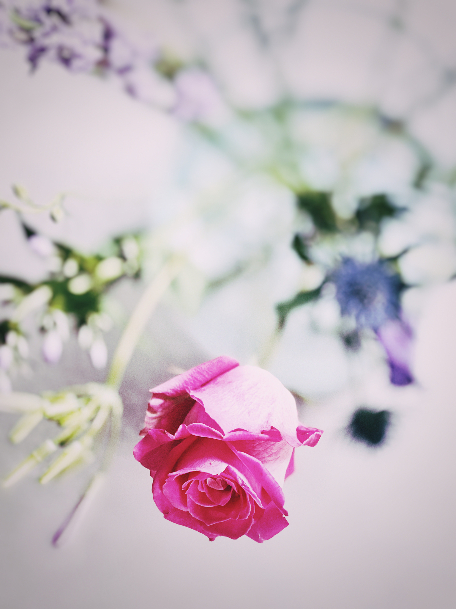 花语文案：10句关于花的经典语录