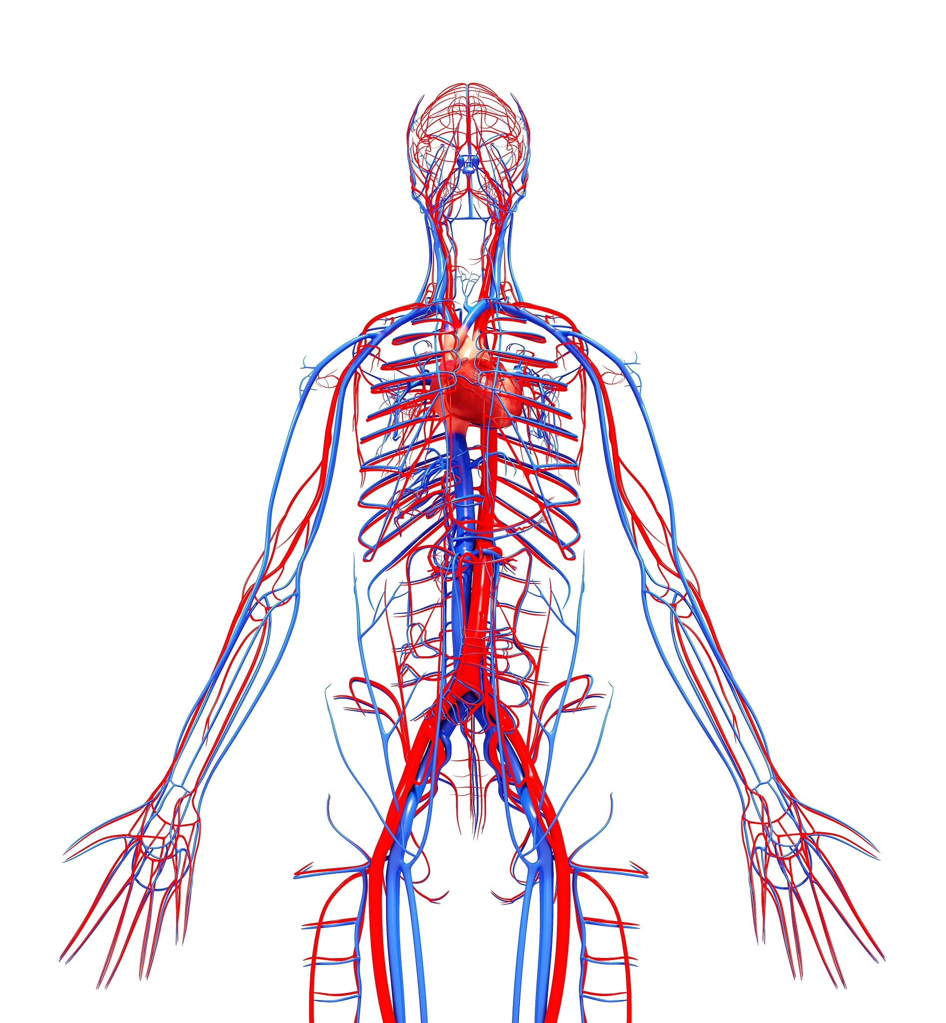 请问胃后动脉每个人都有吗