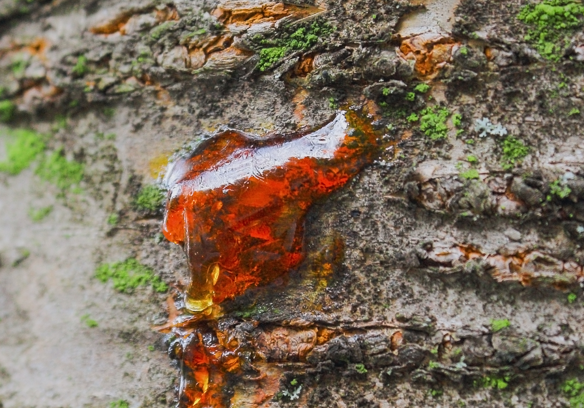 natural resin of a tree, medical raw material