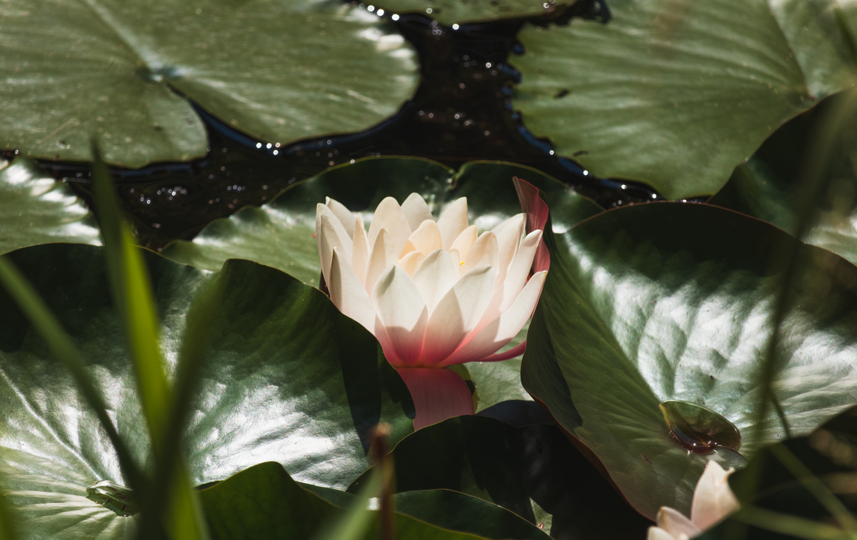 忧昙花怎么摘取？是什么植物500字