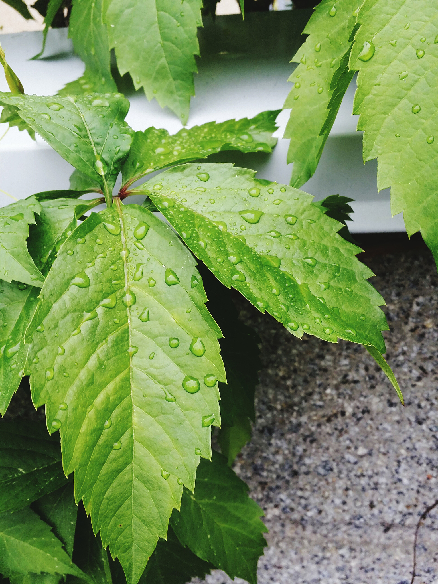 close-up of leaves