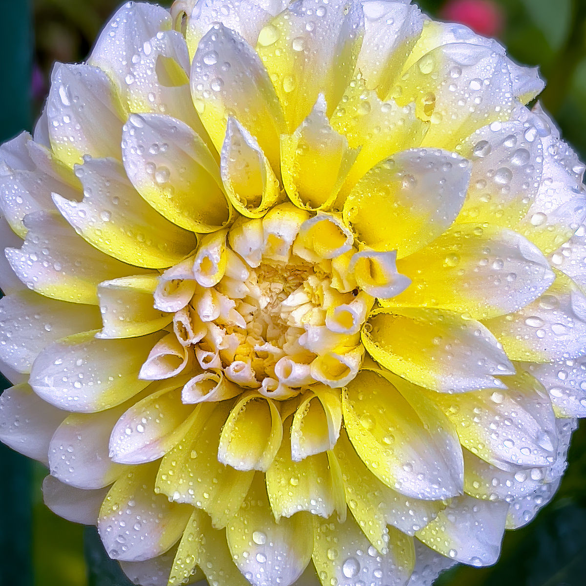 雨打花落残红去，楼心空对下雕栏 - 绝句续写与赏析
